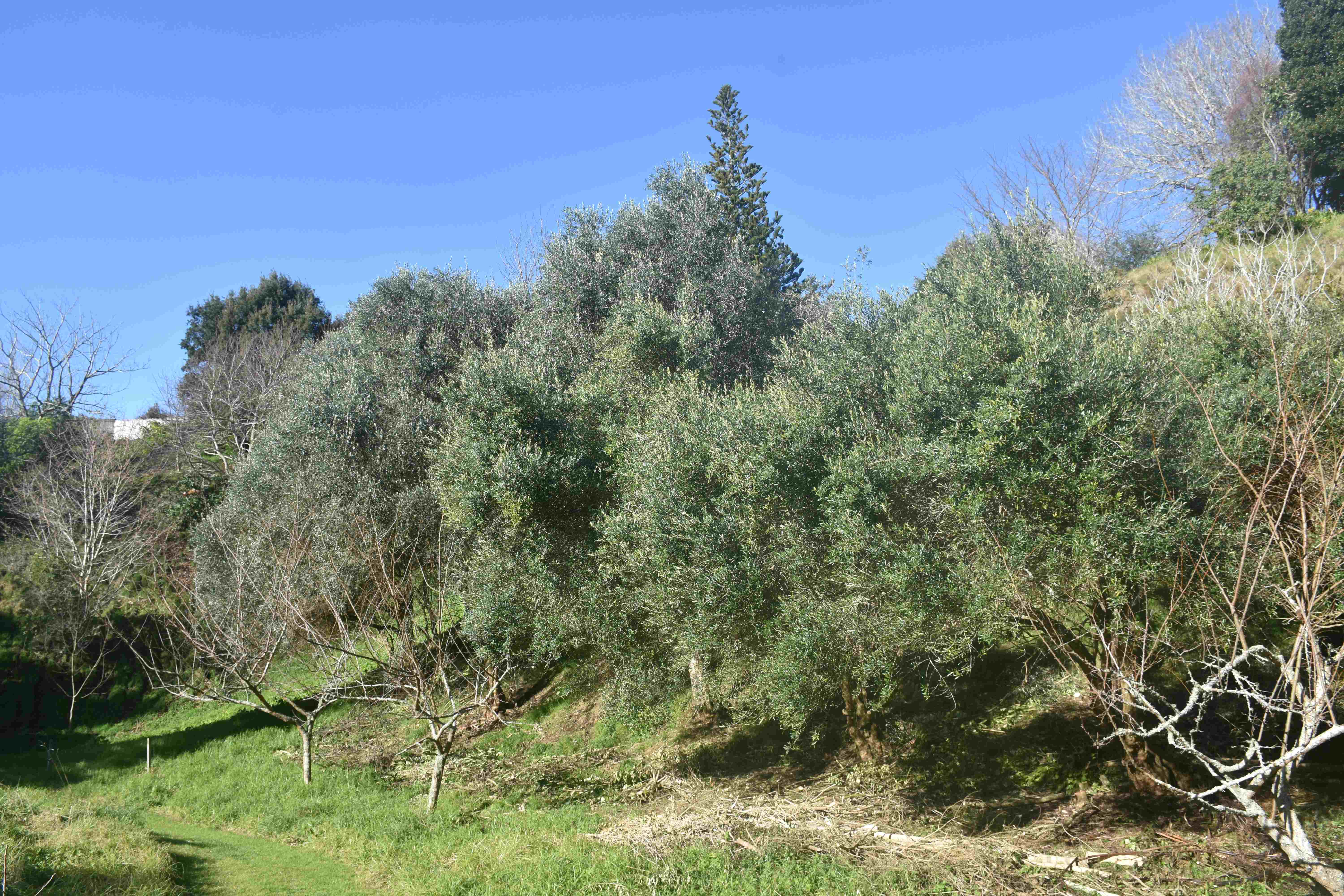 Olive Grove Brois Street For Web